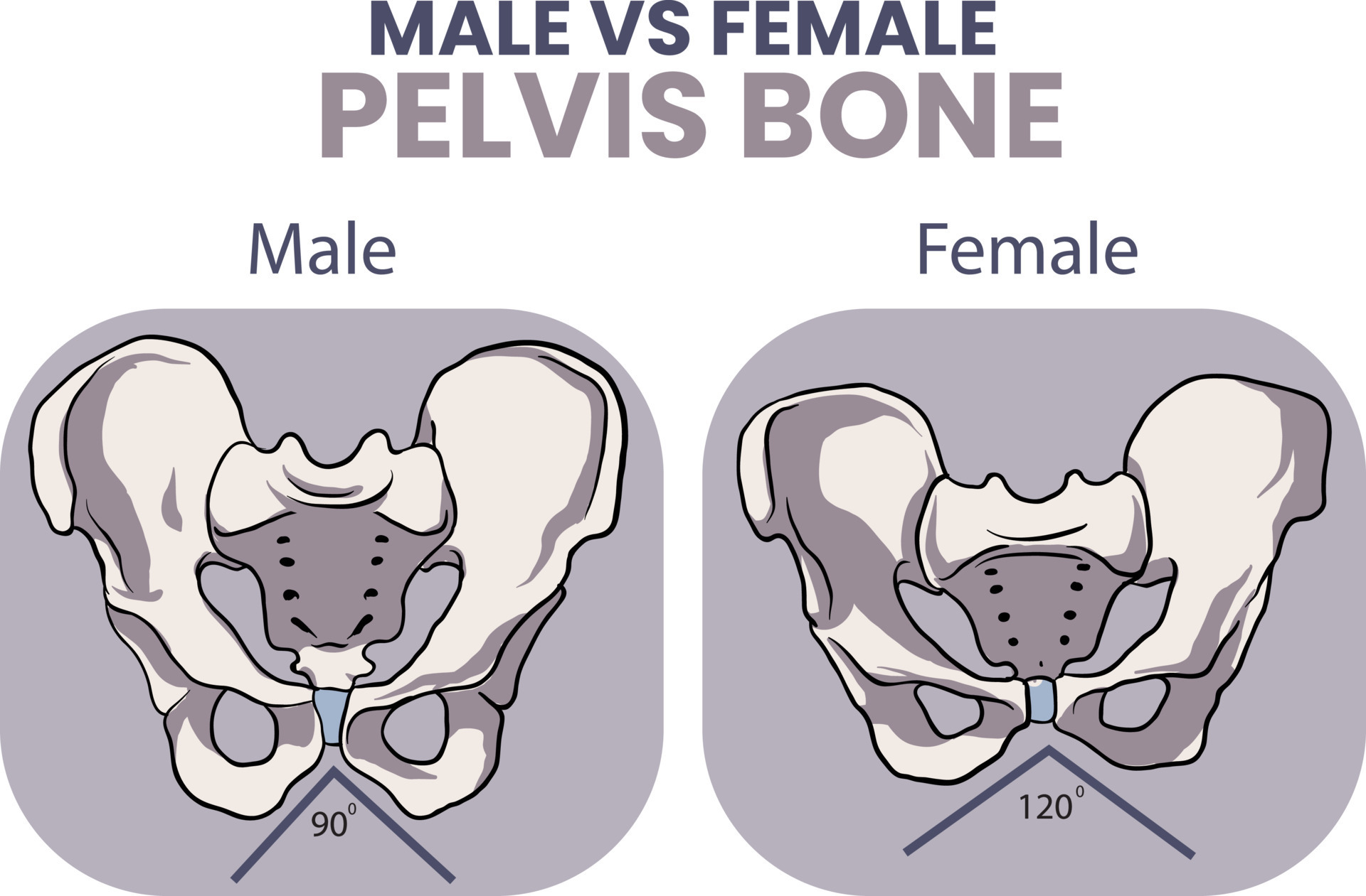 illustration of male vs female pelvis bone comparison 24318101 Vector ...