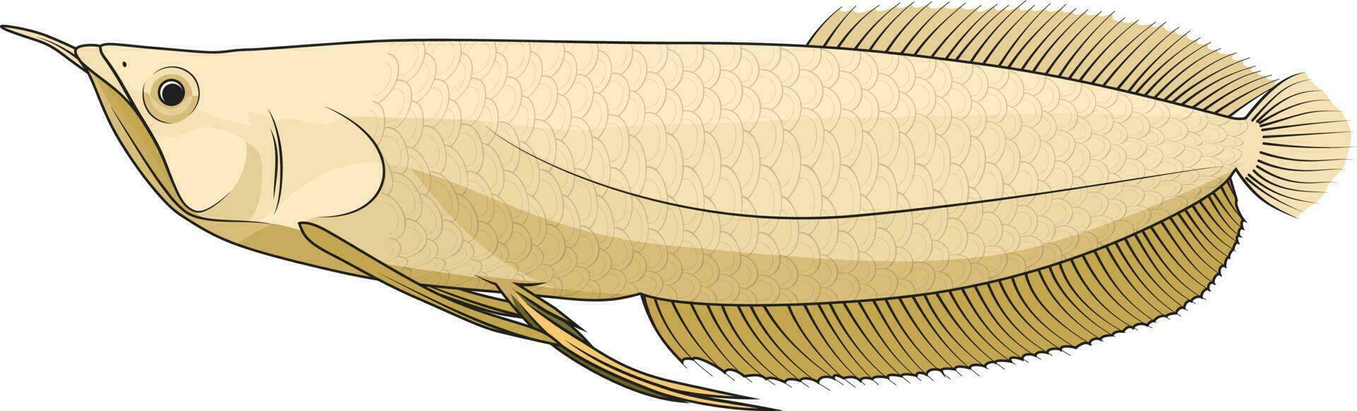 Silver Arowana fish vector illustration Osteoglossum bicirrhosum predator fish vector image