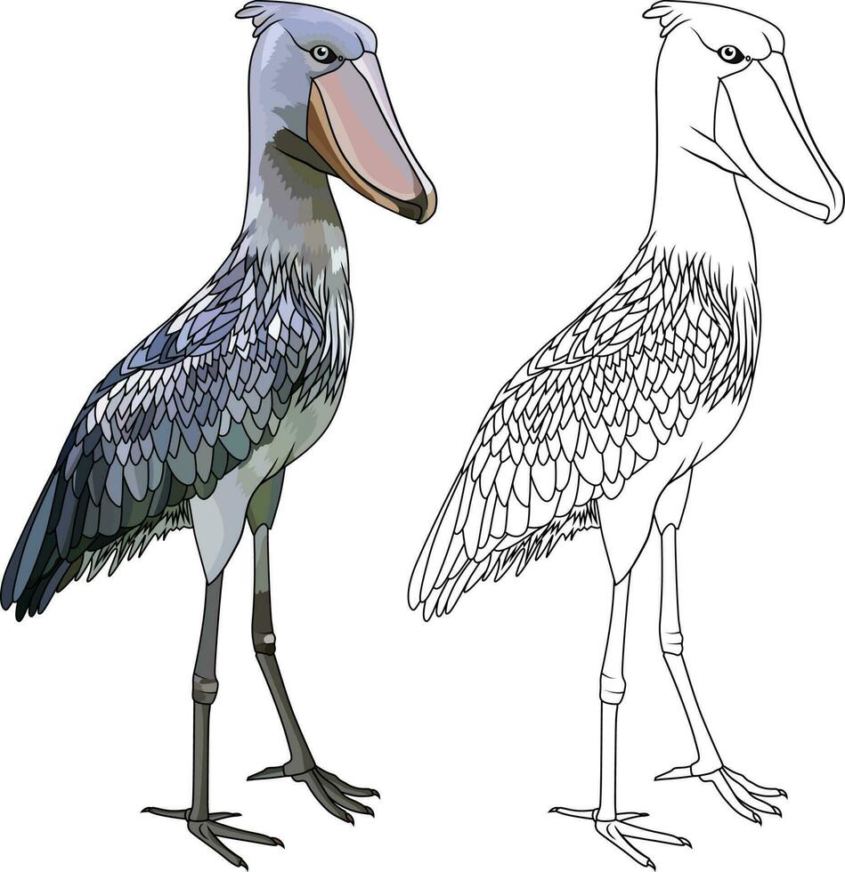 Shoebill bird balaeniceps rex whale kill whale headed stork or shoe