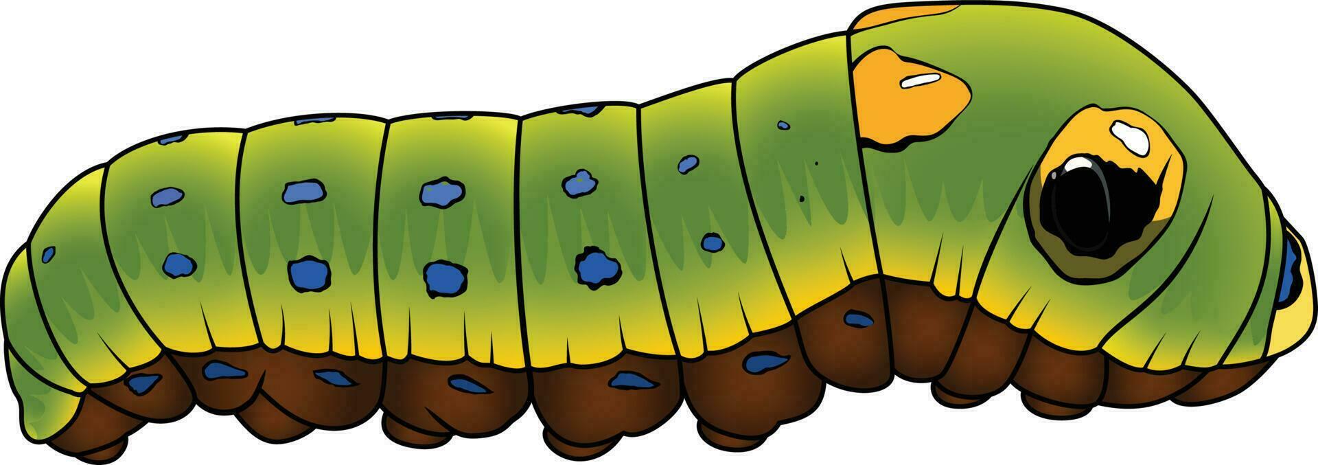 Spicebush swallowtail caterpillar papilio troilus green clouded butterfly vector image