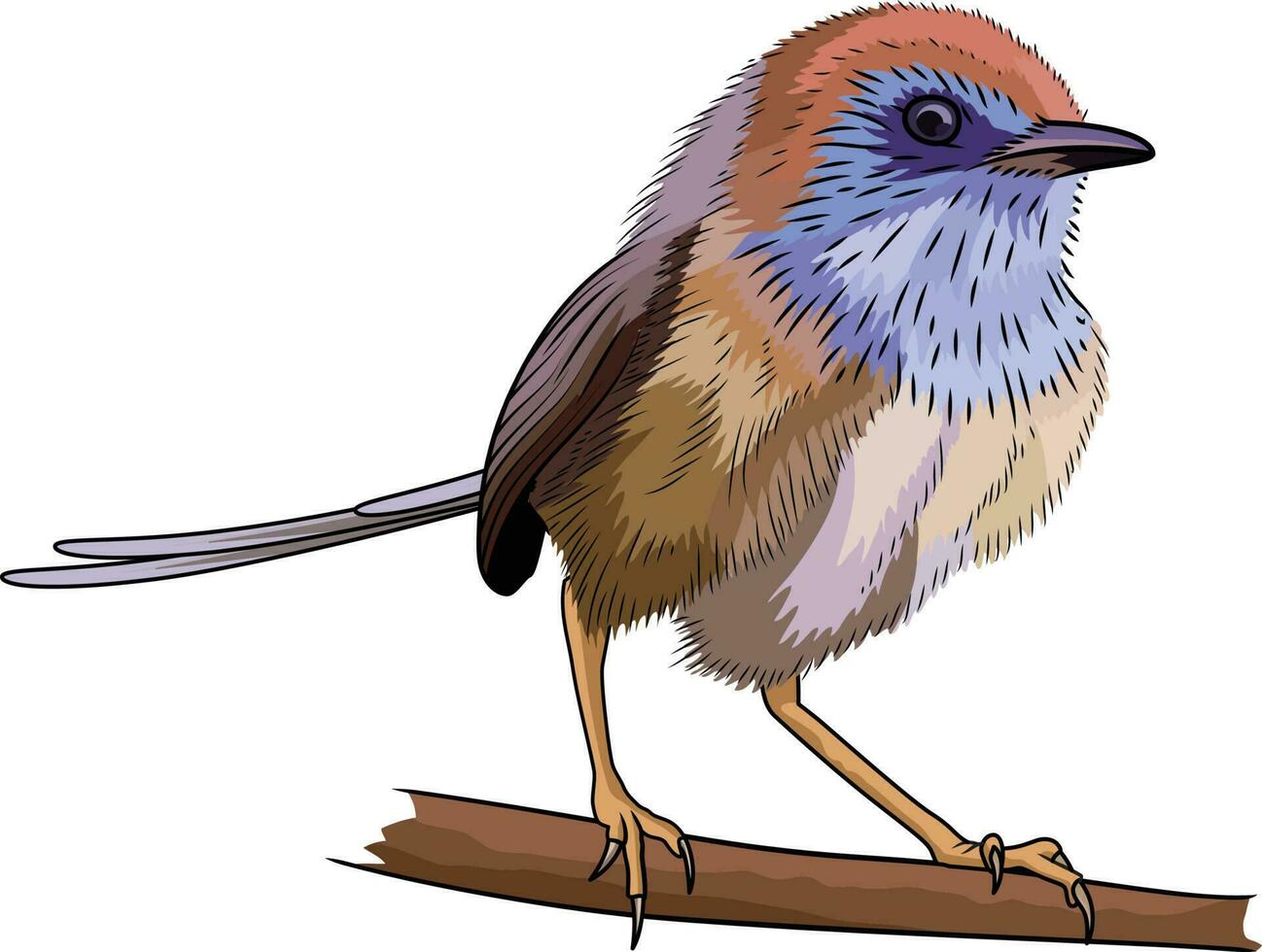 Mallee emú reyezuelo pájaro vector ilustración estipulado Mallee Maluridae pájaro vector imagen