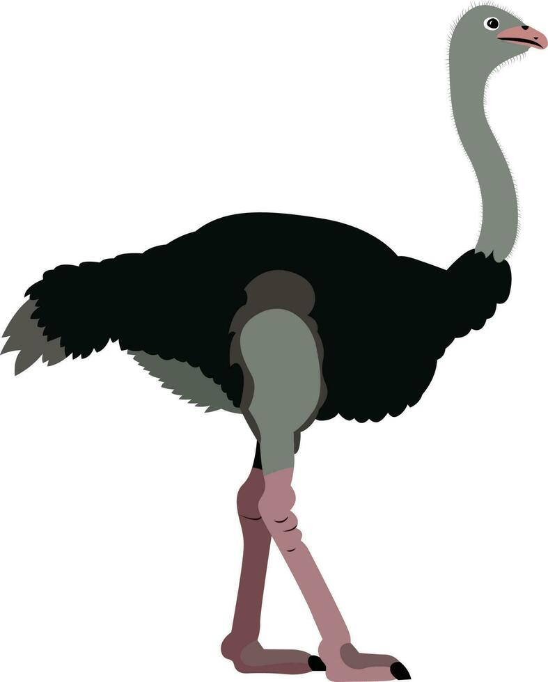 árabe avestruz vector Struthio camelus siriaco sirio avestruz o medio oriental avestruz vector imagen