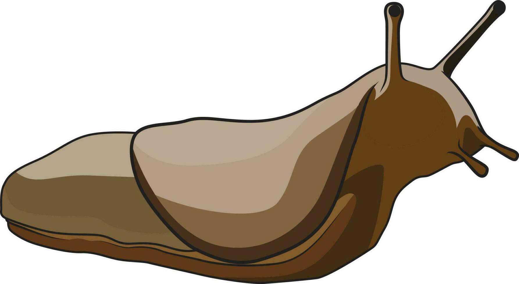 Slug mollusca gastropods vector image