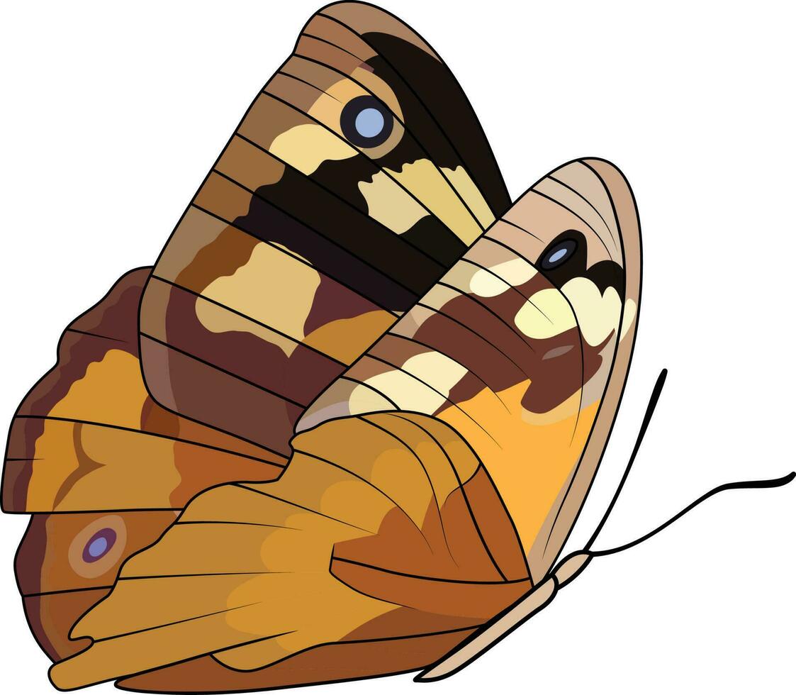 Lesser wanderer butterfly in adelaidem region vector illustration image