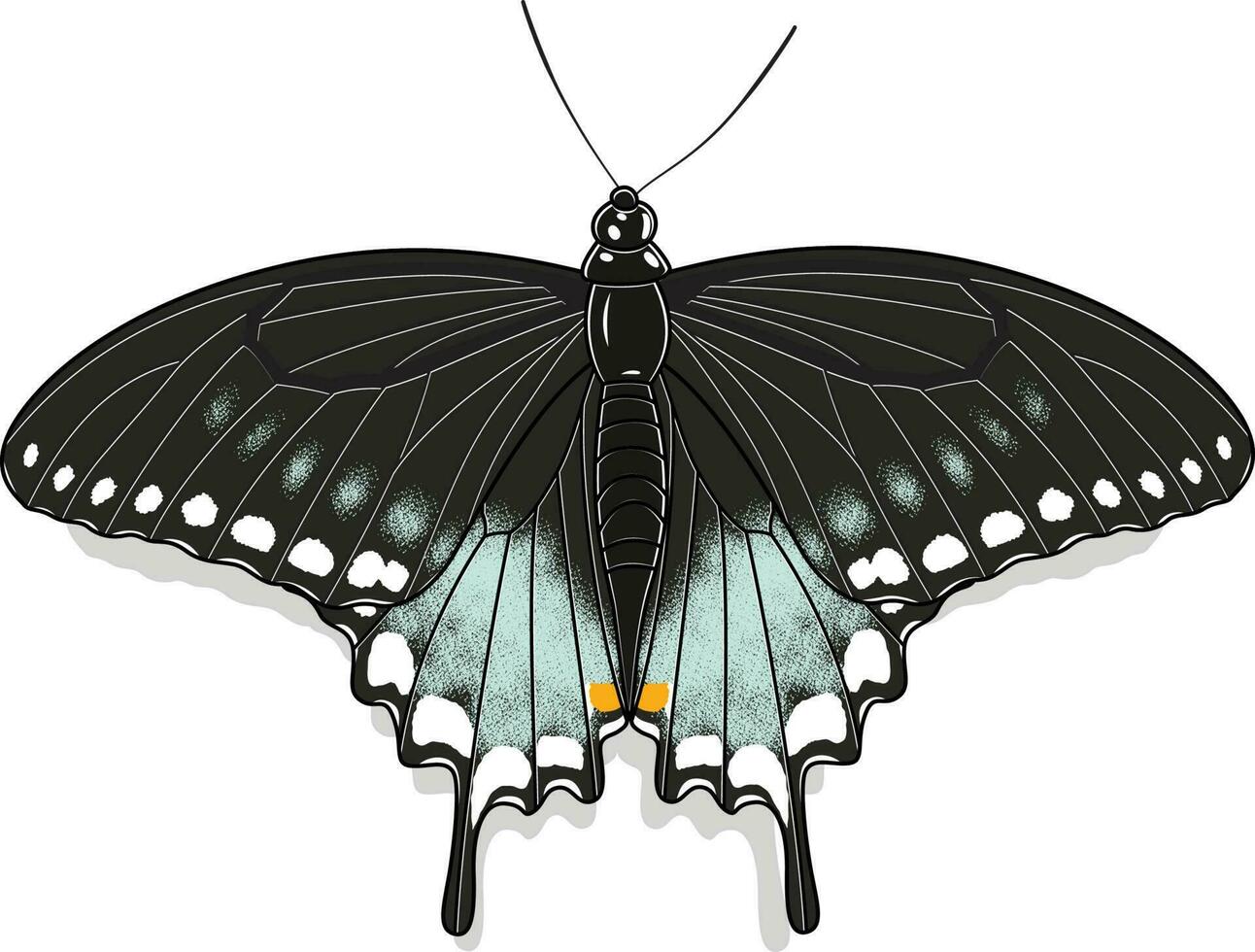 Spicebush swallowtail Pterourus troilus Butterfly vector image