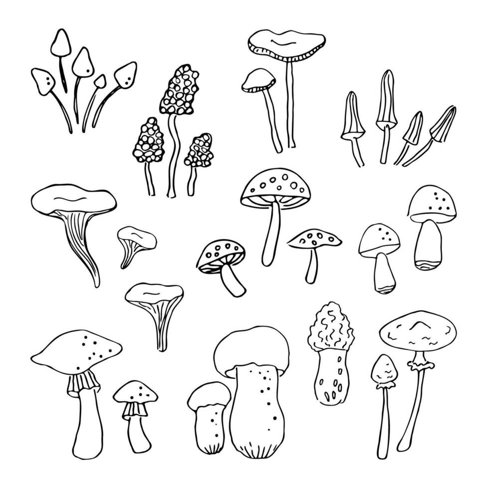 Mushrooms. Set with doodles of toadstools, chanterelles, morels, porcini mushrooms, champignons, mycelium, fly agaric, fungus, boletus, forest motif. Hand drawn sketch. Isolated .Vector illustration vector