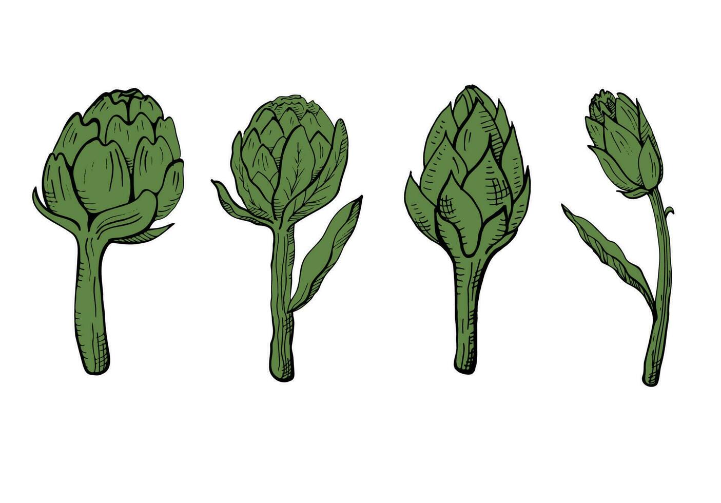 Artichoke set illustration. Edible flower bud healthy vegetable eco food . Hand drawn fresh whole artichoke. Vector illustration