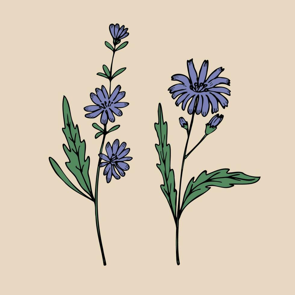 Chicory. Hand drawn plant fragrant succory twig branch with leaves and flower. Useful medical herb. Design element. Vector art illustration