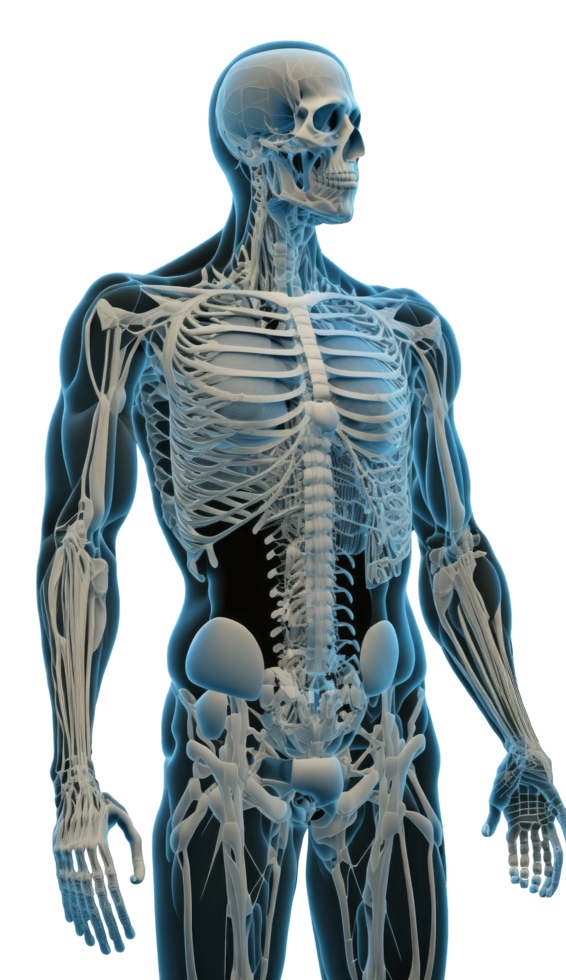 vol menselijk lichaam anatomie. 3d weergave, anatomisch tekening, lichaam gespierd systeem schetsen tekening, genereren ai png