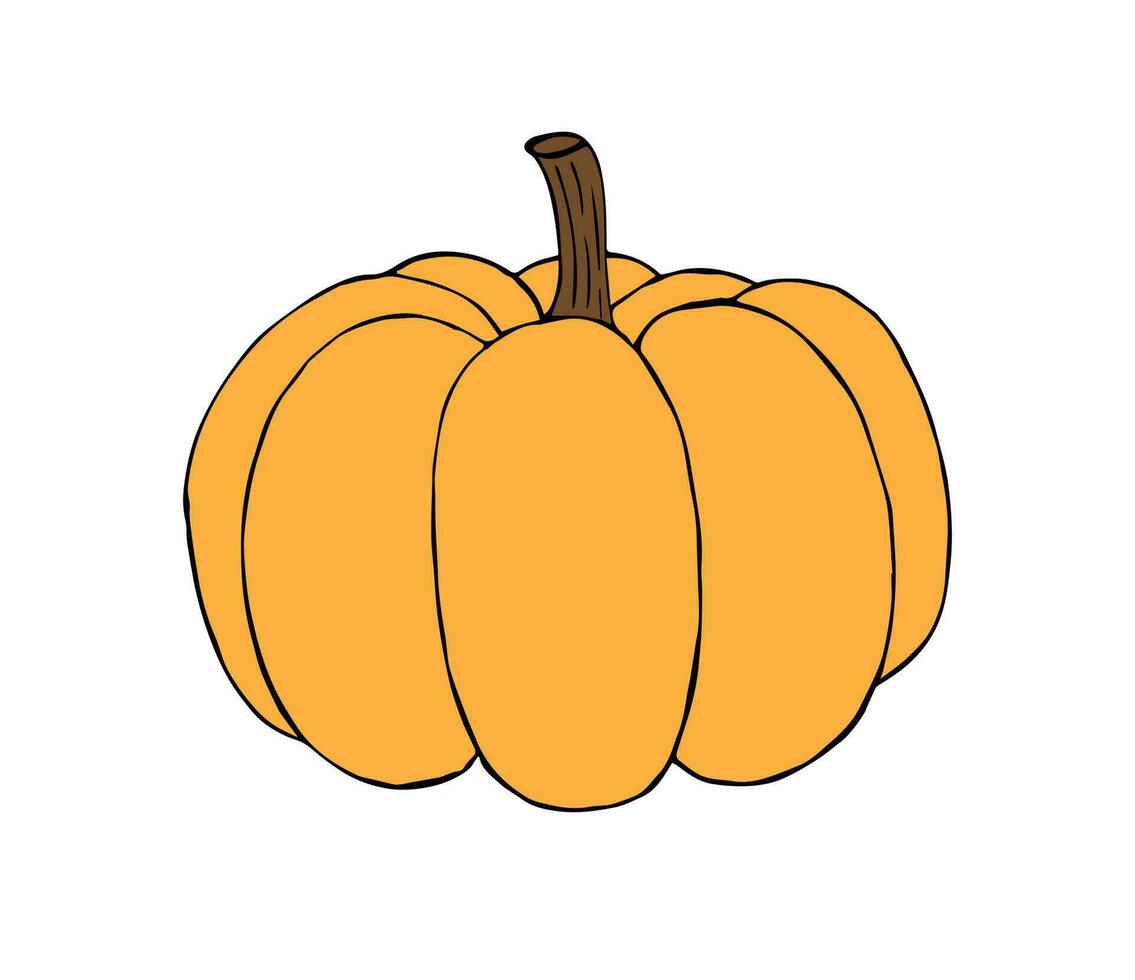 Vector hand drawn pumpkin isolated on white background