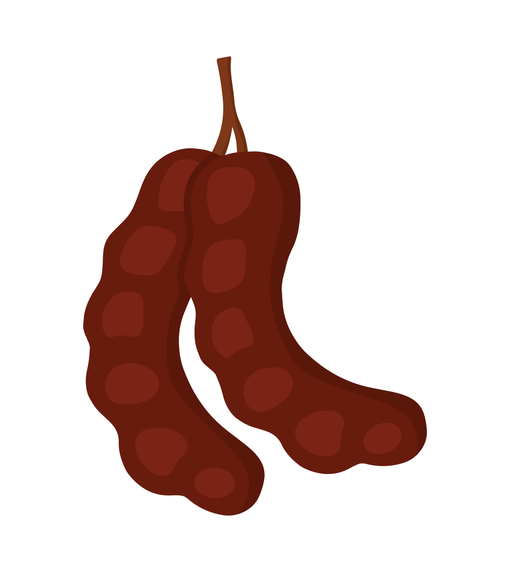 Opened Tamarind Fruit Icon Hand Drawn Doodle Cartoon Vector Illustration 24321190 Vector Art at