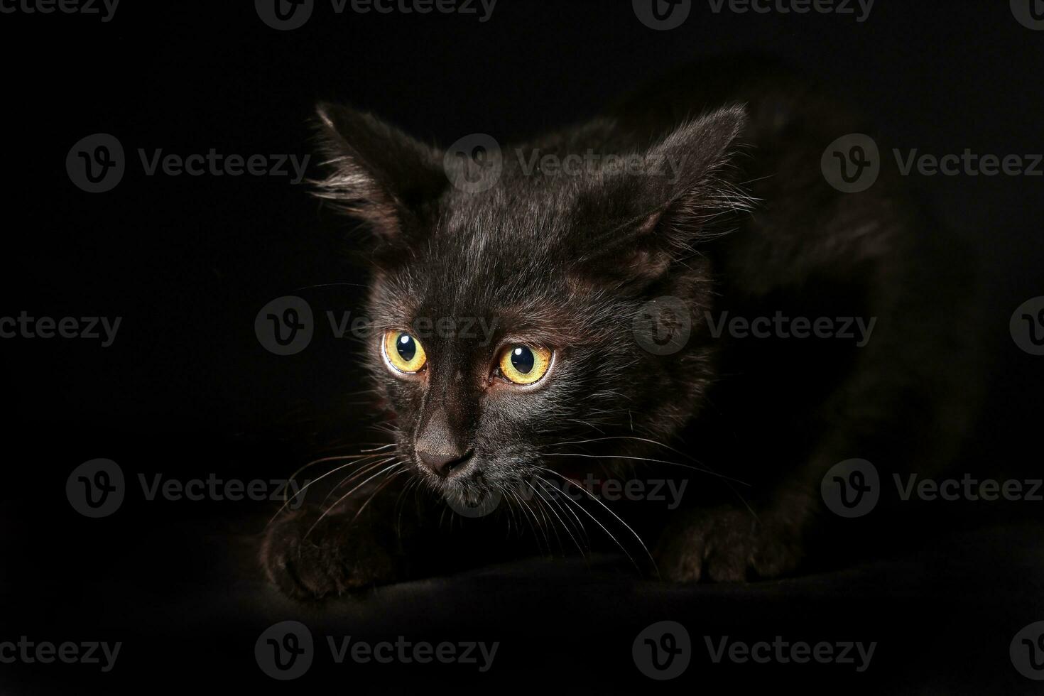 Black cat glowing eye sit on black background photo