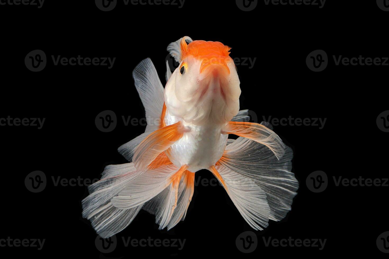 Pet yellow white gold fish with long flowery wave tail swimming in aquarium water on black background photo