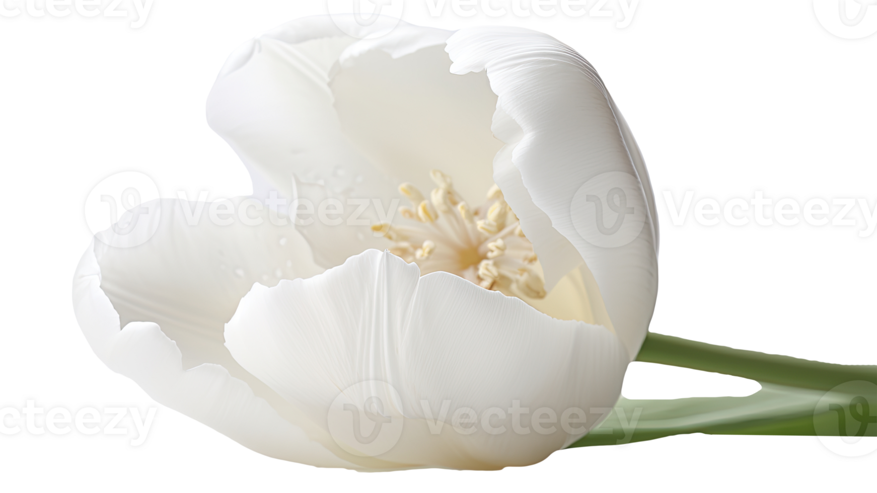 Stunning Image of Beautiful White Parrot Tulip Flower on Background. Technology. png