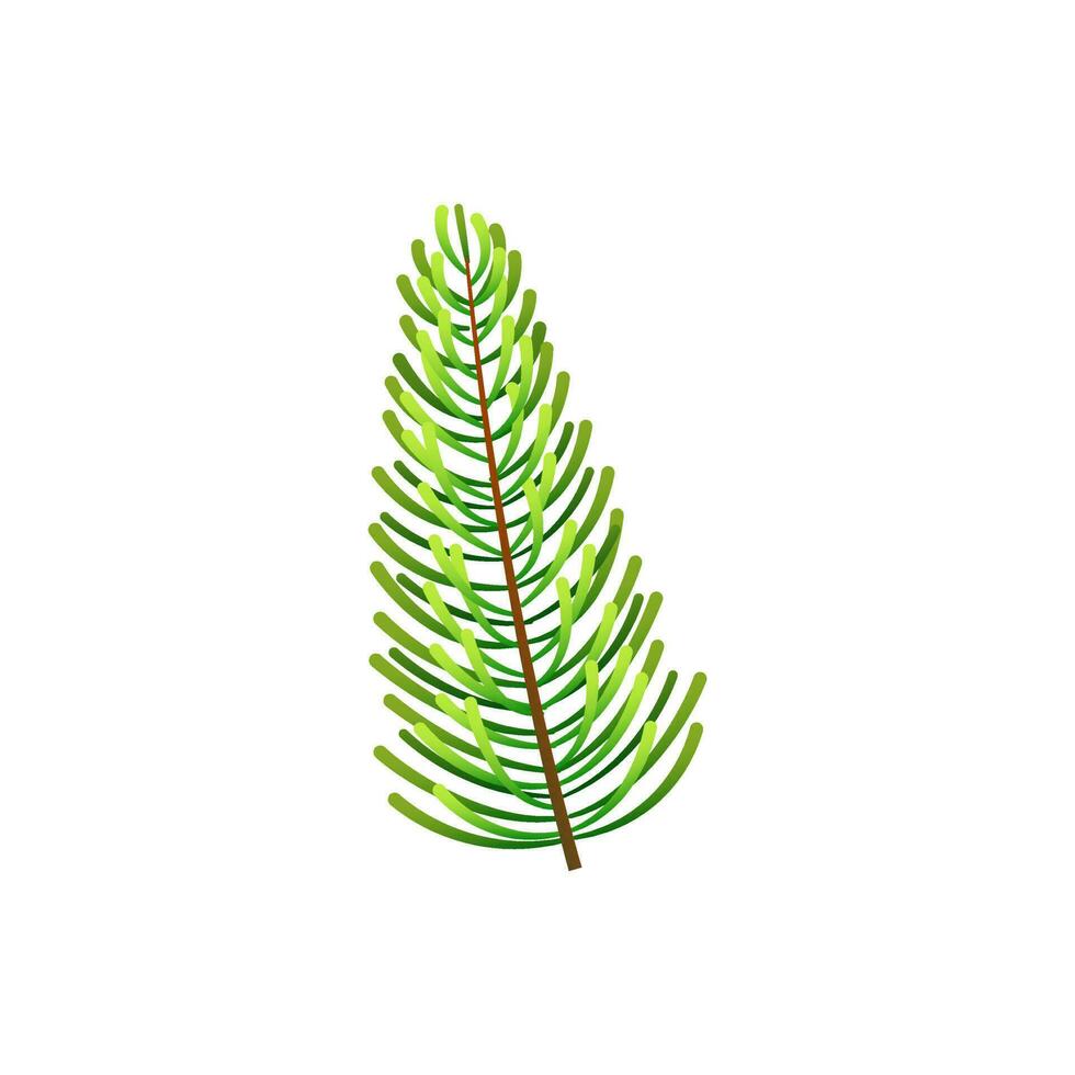 Green Fir Or Spruce Leaf On White Background. vector