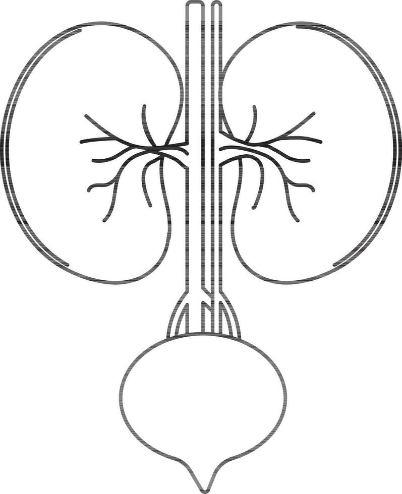 Kidneys icon for human body in stroke style. vector