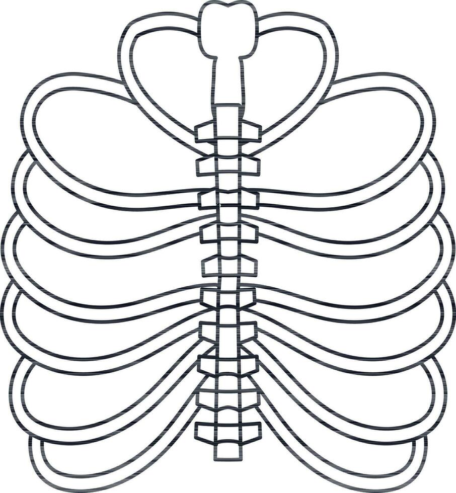 Picture of ribs inside body in stroke for protect heart. vector