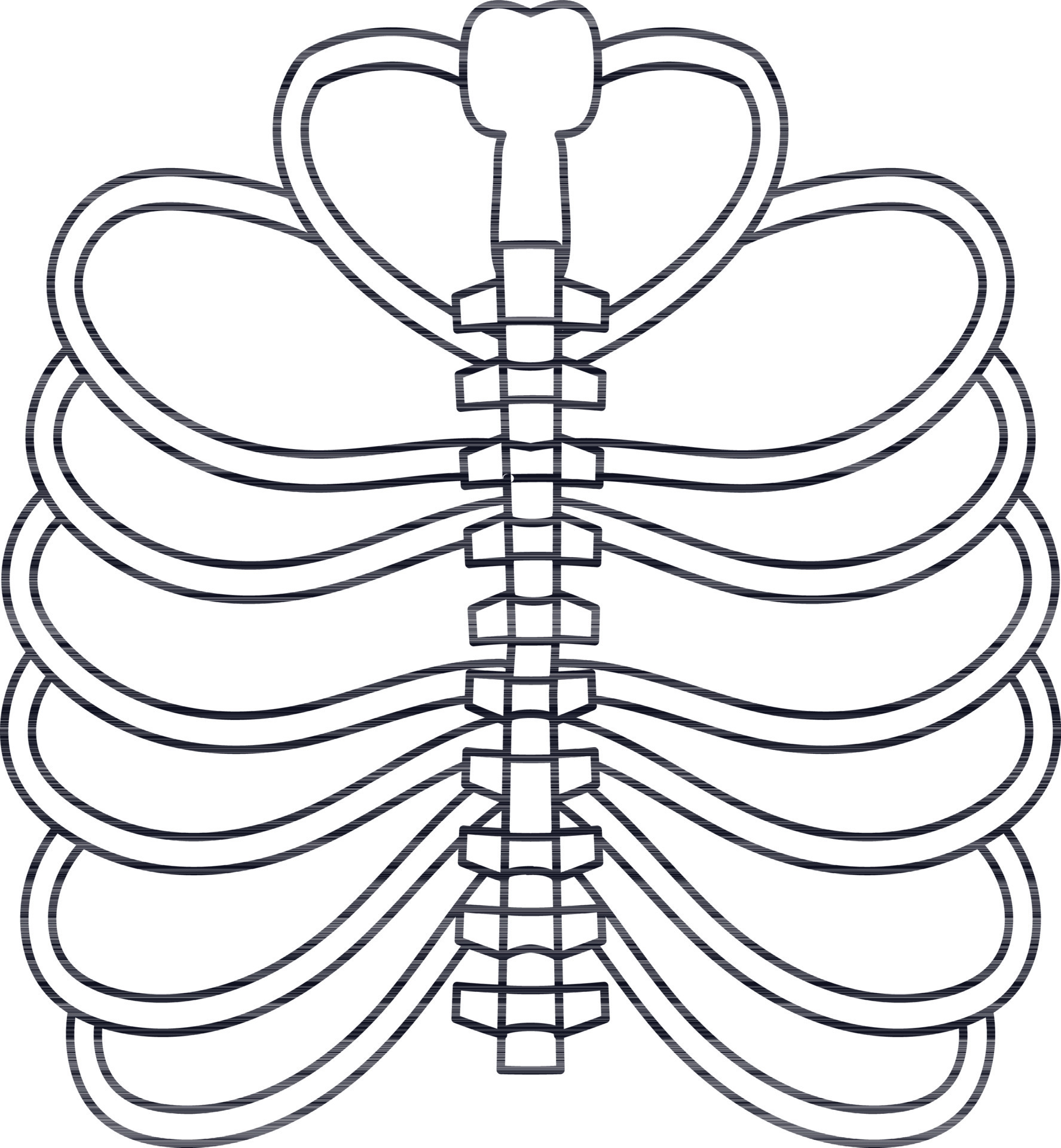 Picture of ribs inside body in stroke for protect heart. 24326827 ...