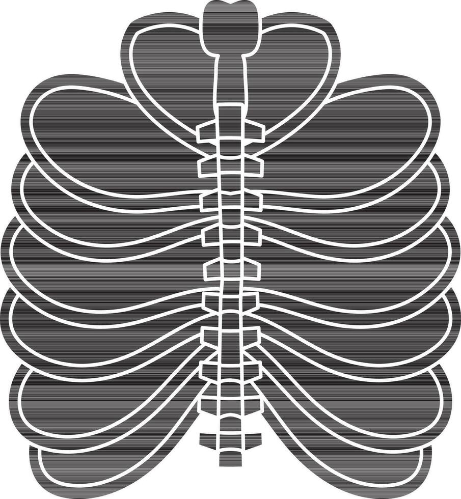 Picture of ribs inside body for protect heart. vector