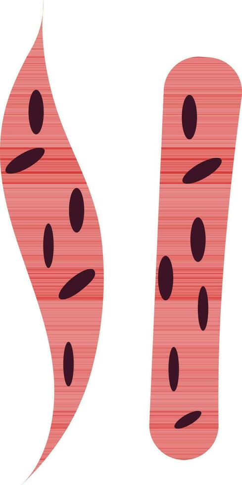 Blood cell organ in color style for human body. vector