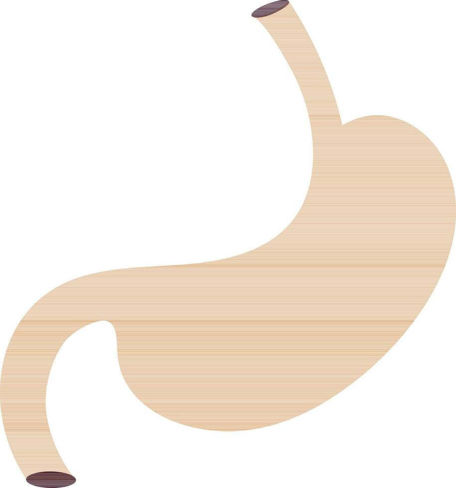 Stomach icon in color for human body. vector