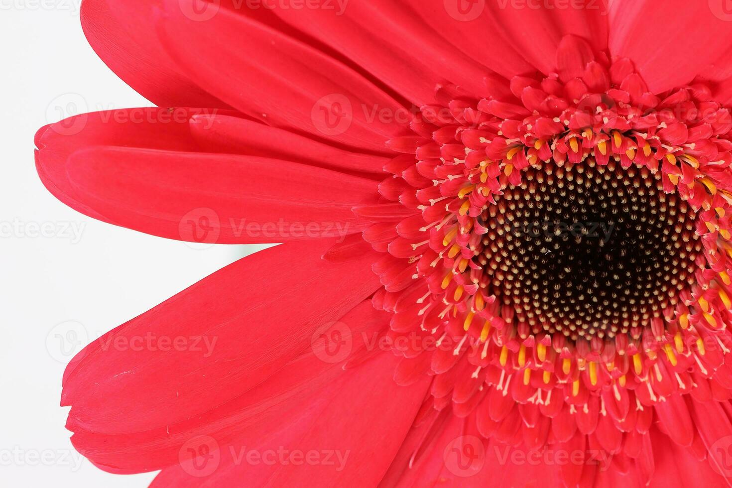 Red daisy flower on macro closeup on white background photo