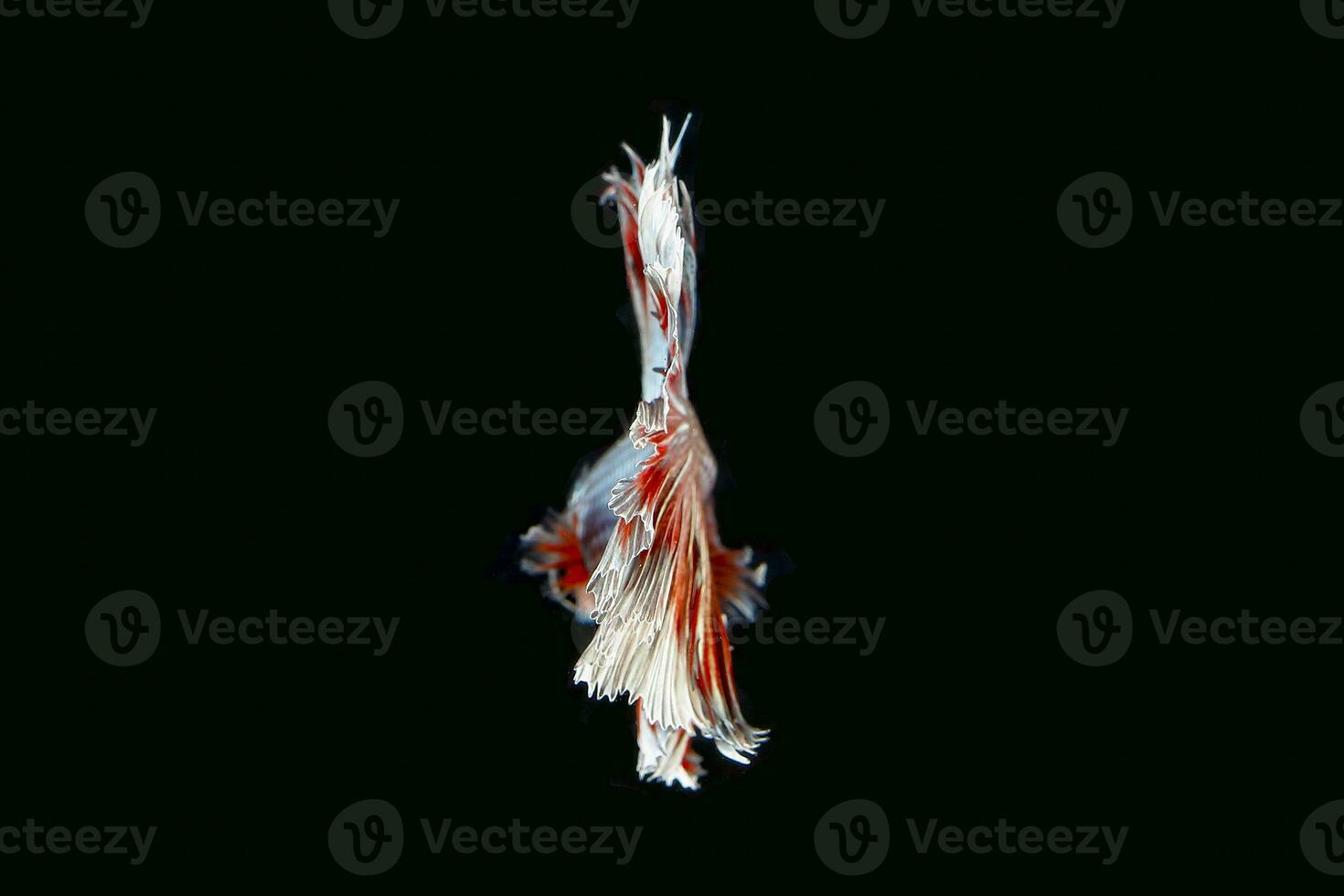 Colourful Beta fighter fish photo