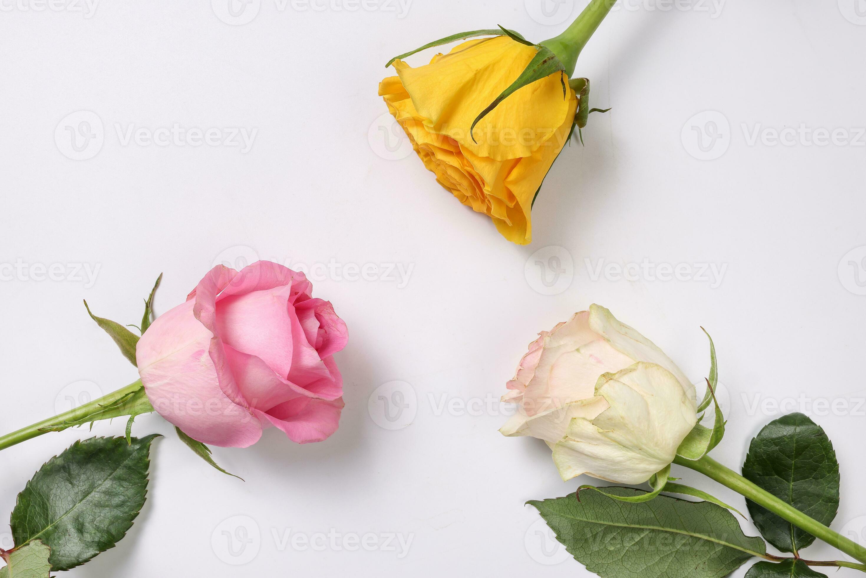 Roses On A Pale Yellow And Pink Pastel Background Stock Photo, Picture and  Royalty Free Image. Image 106641539.