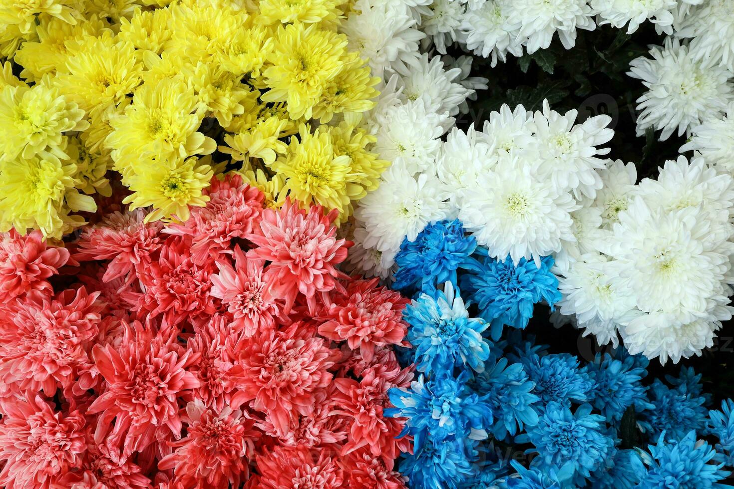 color pain dipped flowers for temple worship offering photo