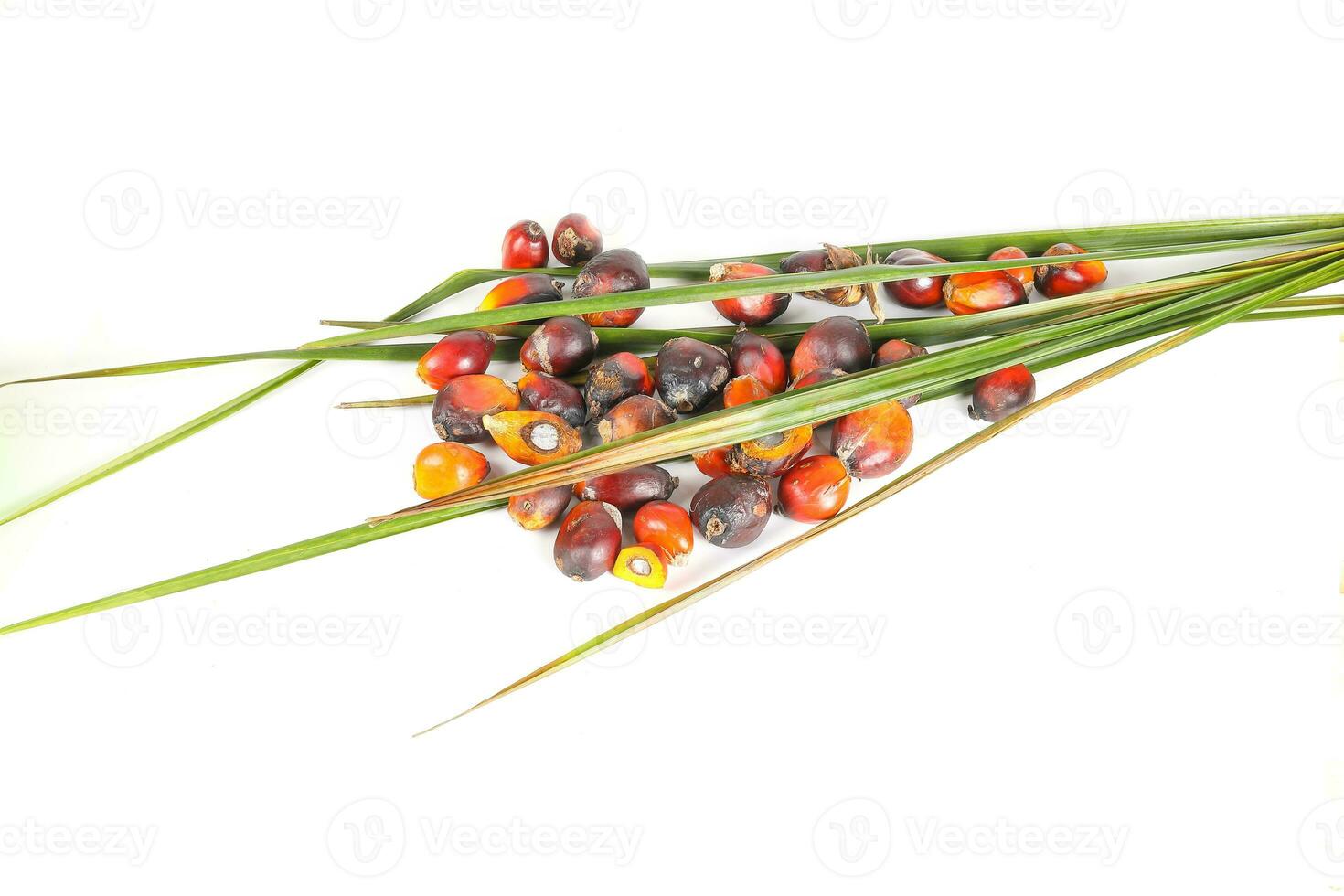 Oil Palm Fruit Product photo