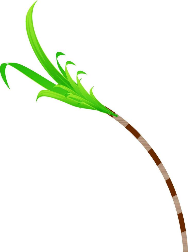 Isolated illustration of sugarcane. vector