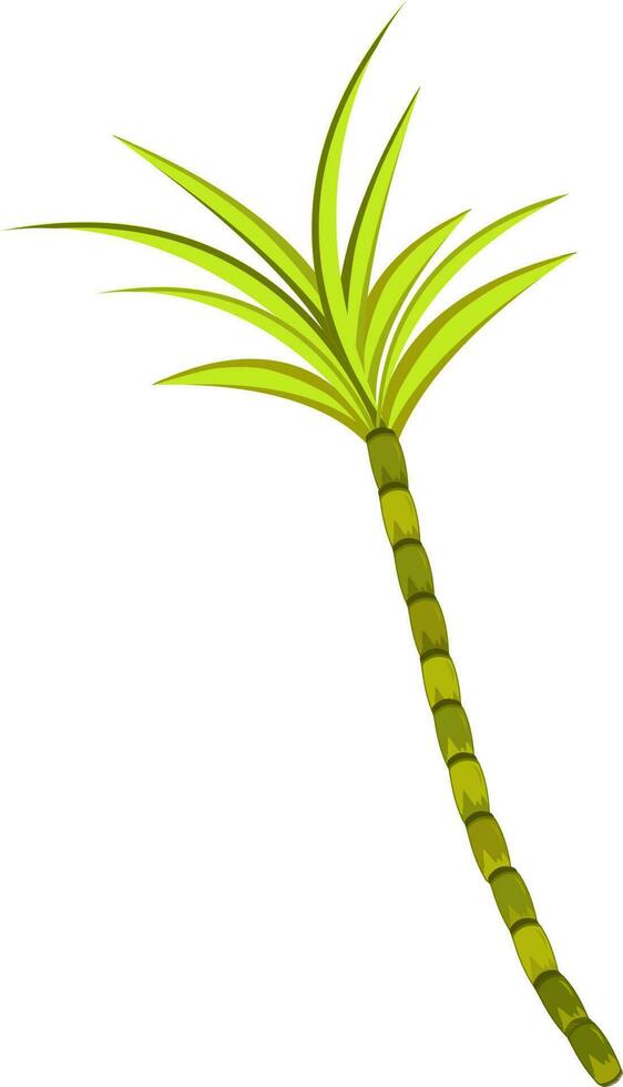 Isolated illustration of sugarcane. vector