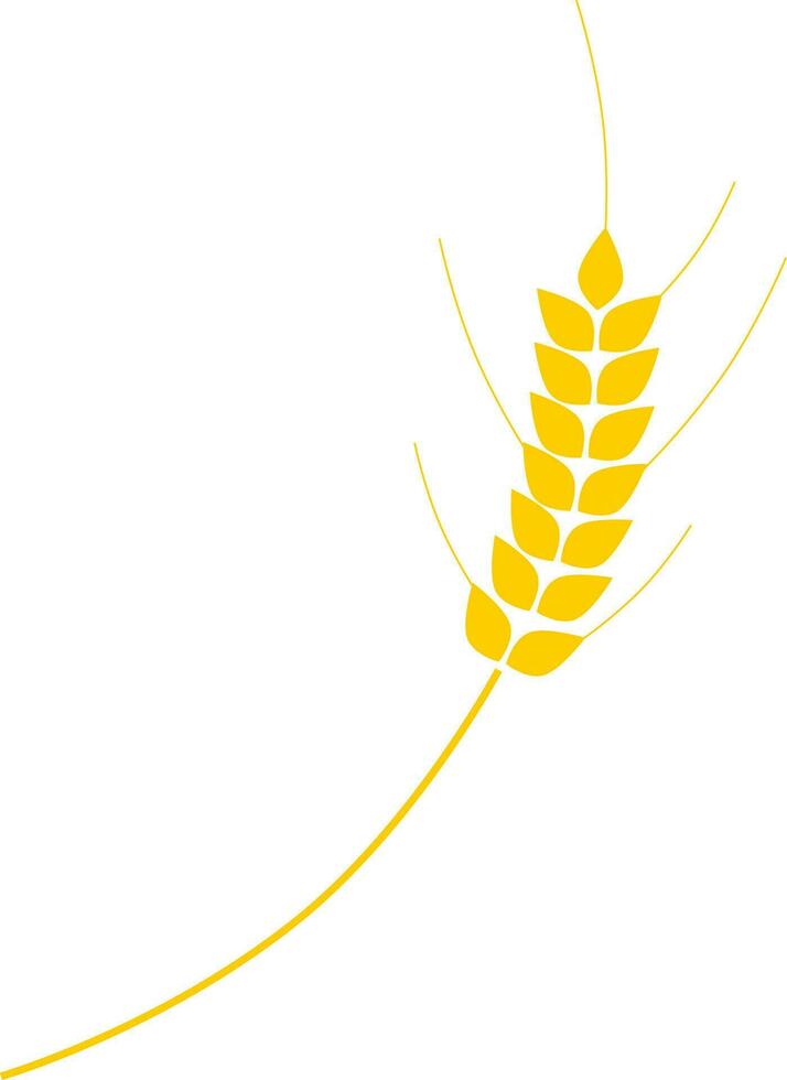 Isolated illustration of wheat ear. vector