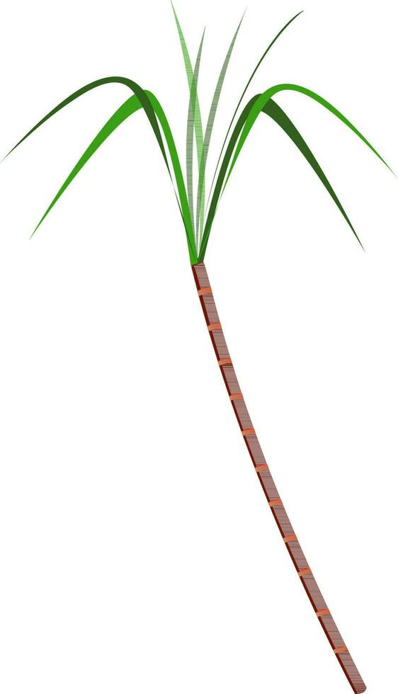 Illustration of sugarcane. vector