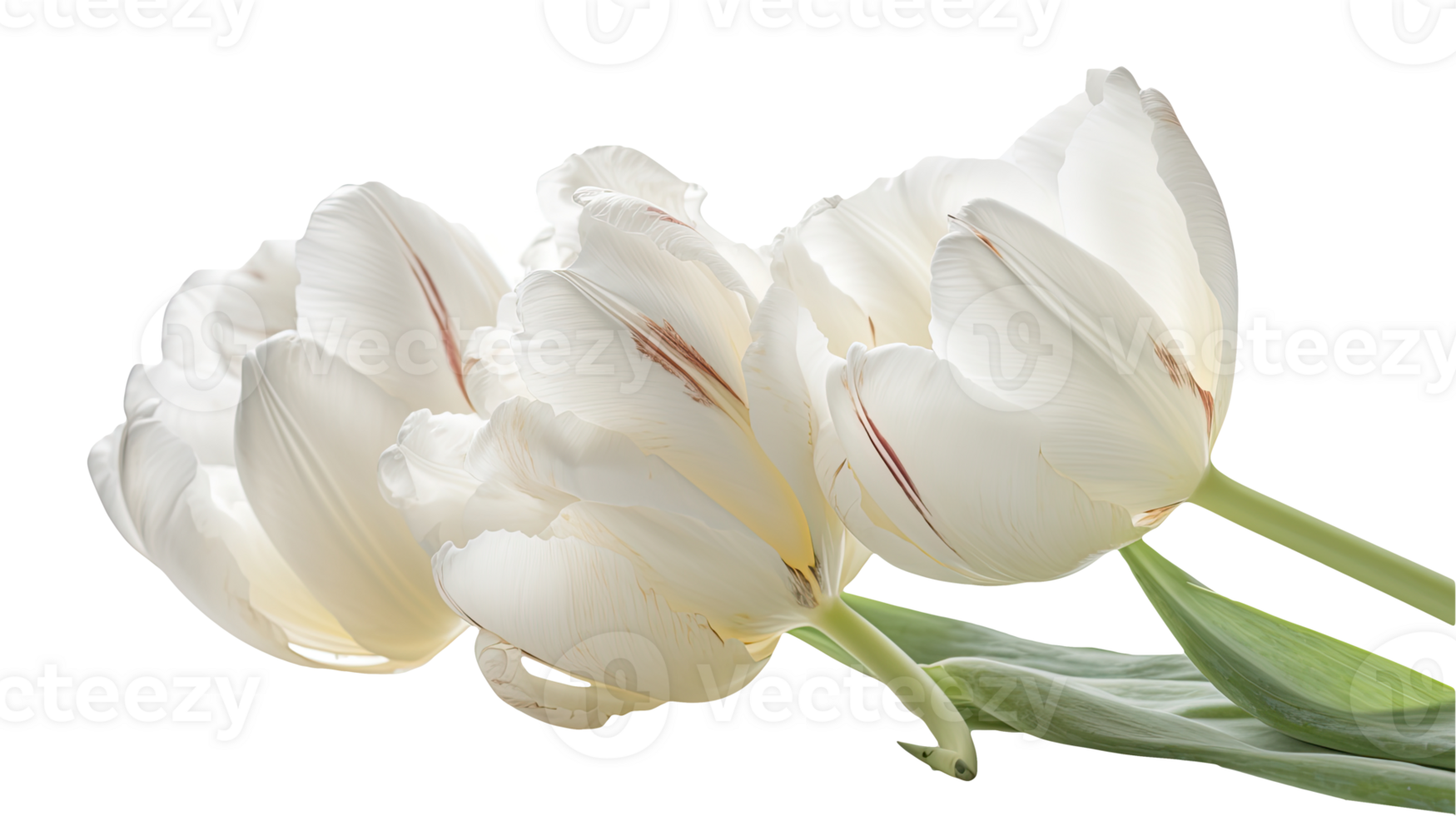 étourdissant image de blanc perroquet tulipe fleurs sur png Contexte. génératif ai technologie.