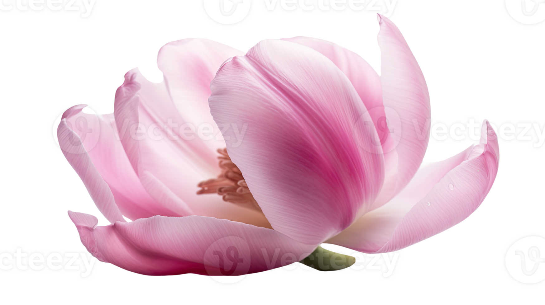 Stunning Image of Beautiful Pink Parrot Tulip Flower on Transparent Background. Technology. png