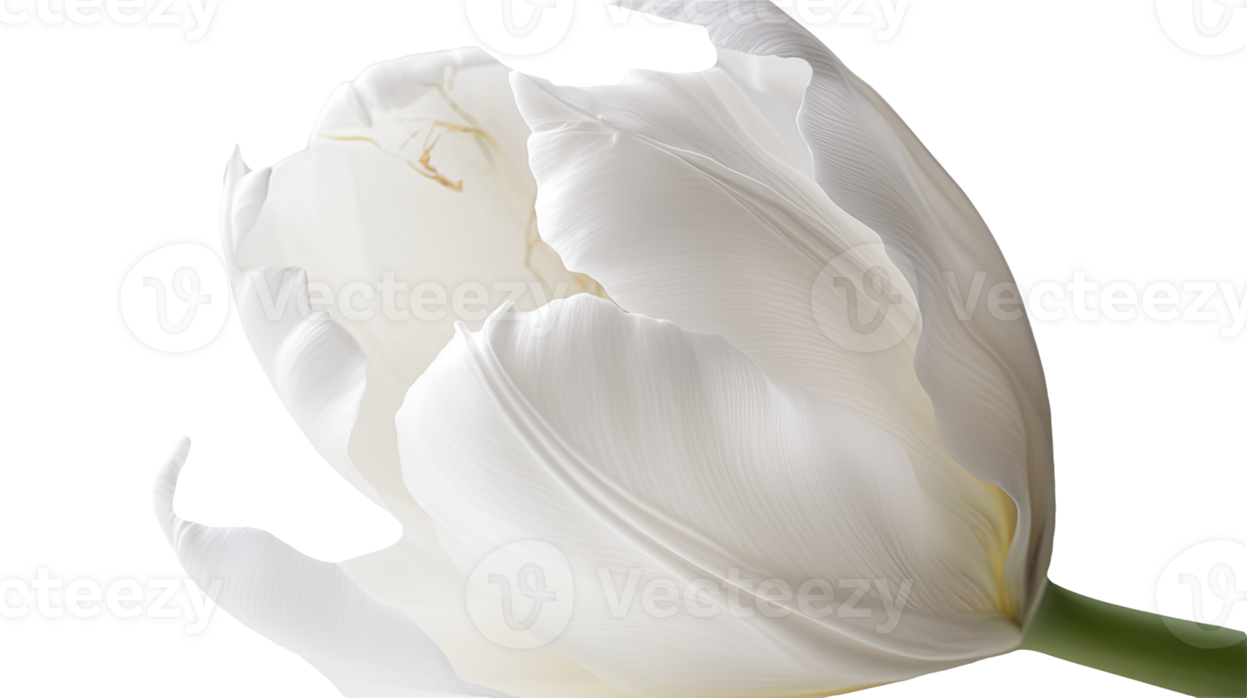 Stunning Image of Beautiful White Parrot Tulip Blooming on Background. Technology. png