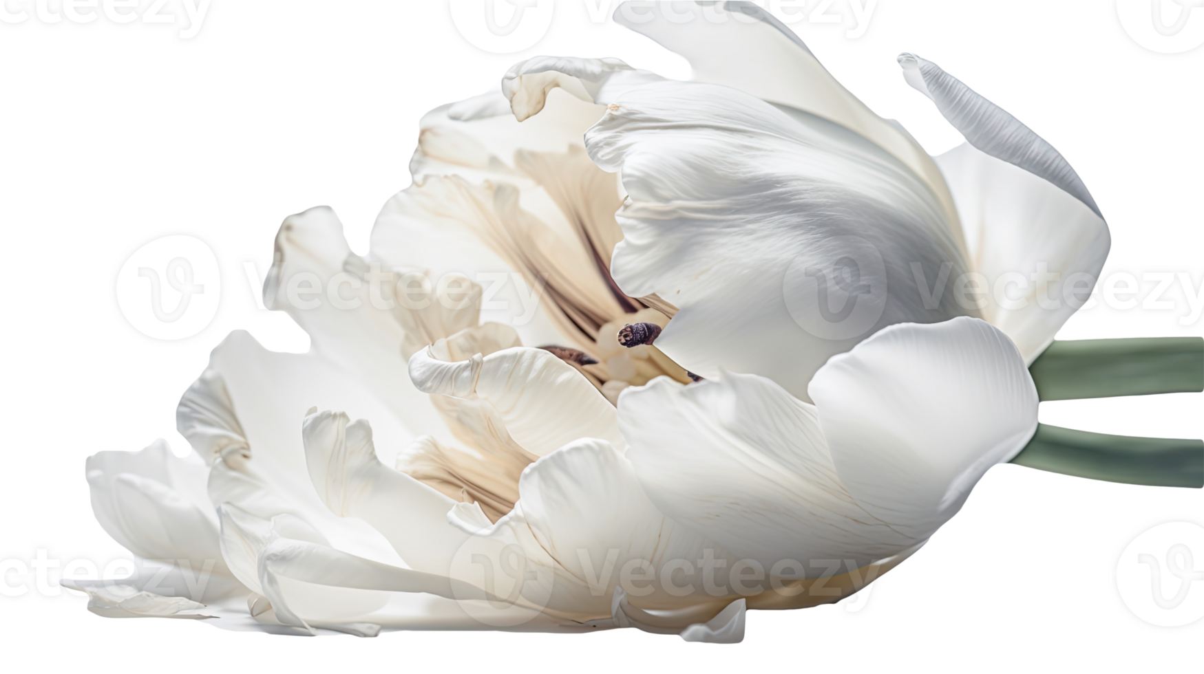 Stunning Image of White Parrot Tulip Flower on Background. Technology. png