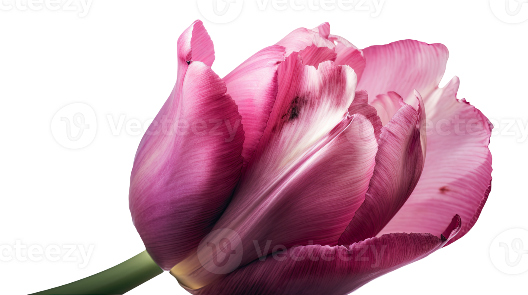 Stunning Image of Beautiful Pink Parrot Tulip Flower on Transparent Background. Technology. png