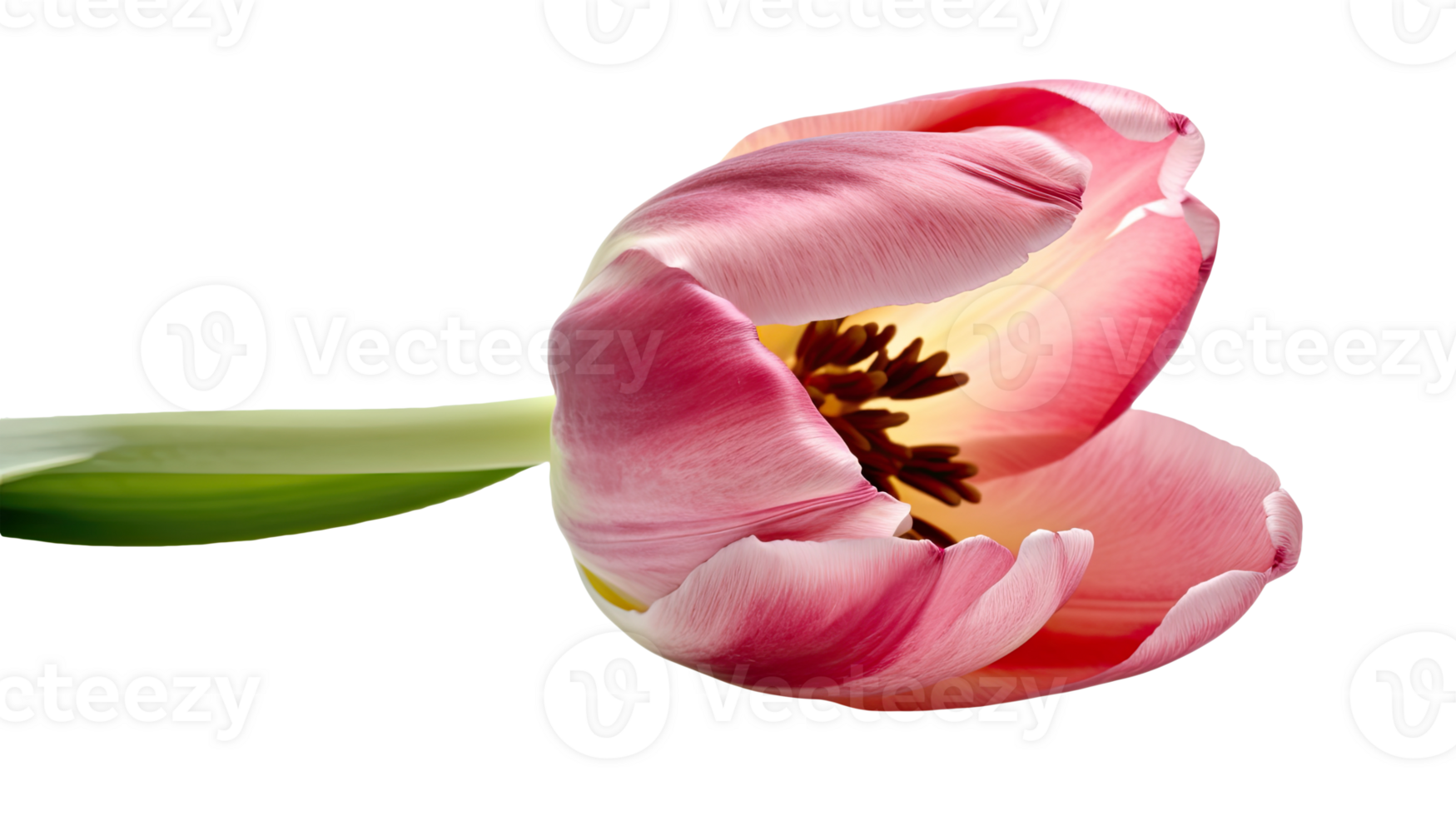 Stunning Image of Beautiful Pink Parrot Tulip Flower on Transparent Background. Technology. png