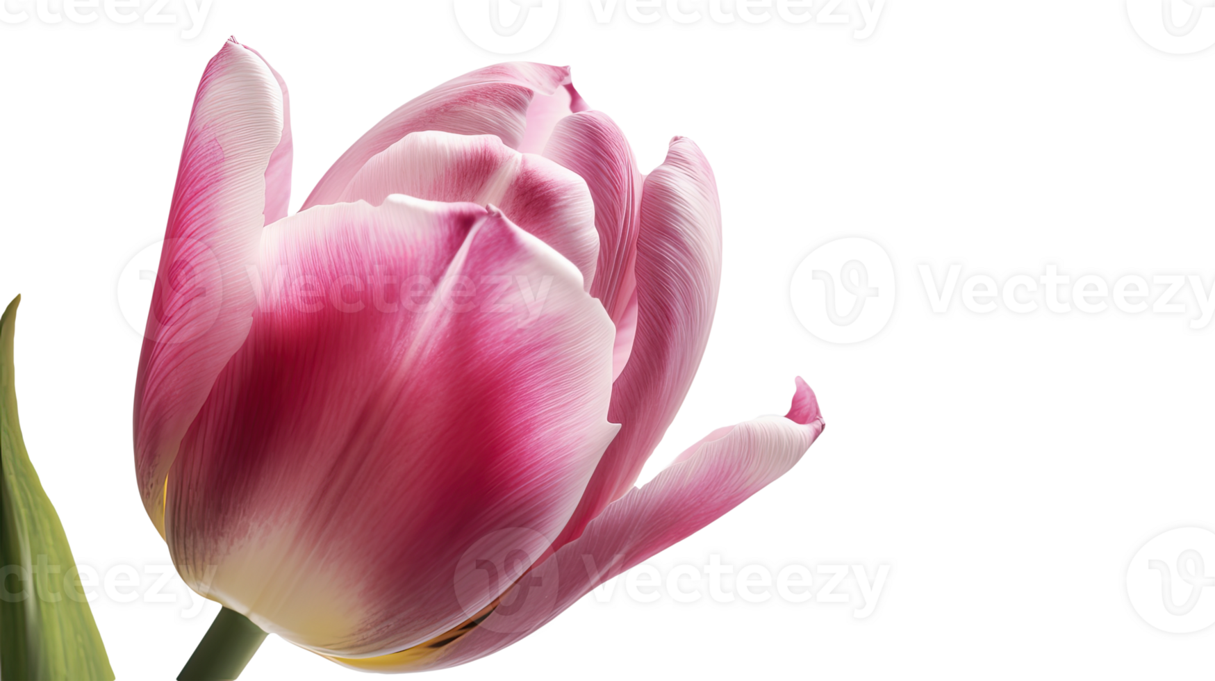 Stunning Image of Beautiful Pink Parrot Tulip Flower on Transparent Background. Technology. png
