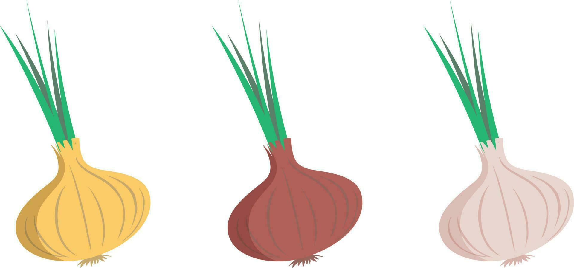 Varieties of onions. Delicious and healthy vegetable used in food. A root vegetable that is prepared as a seasoning. illustration isolated on a white background for design and web. vector