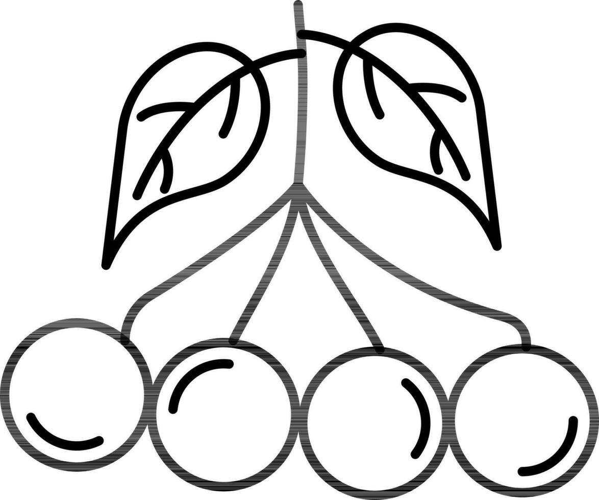 Salal Berry Icon In Black Line Art. vector