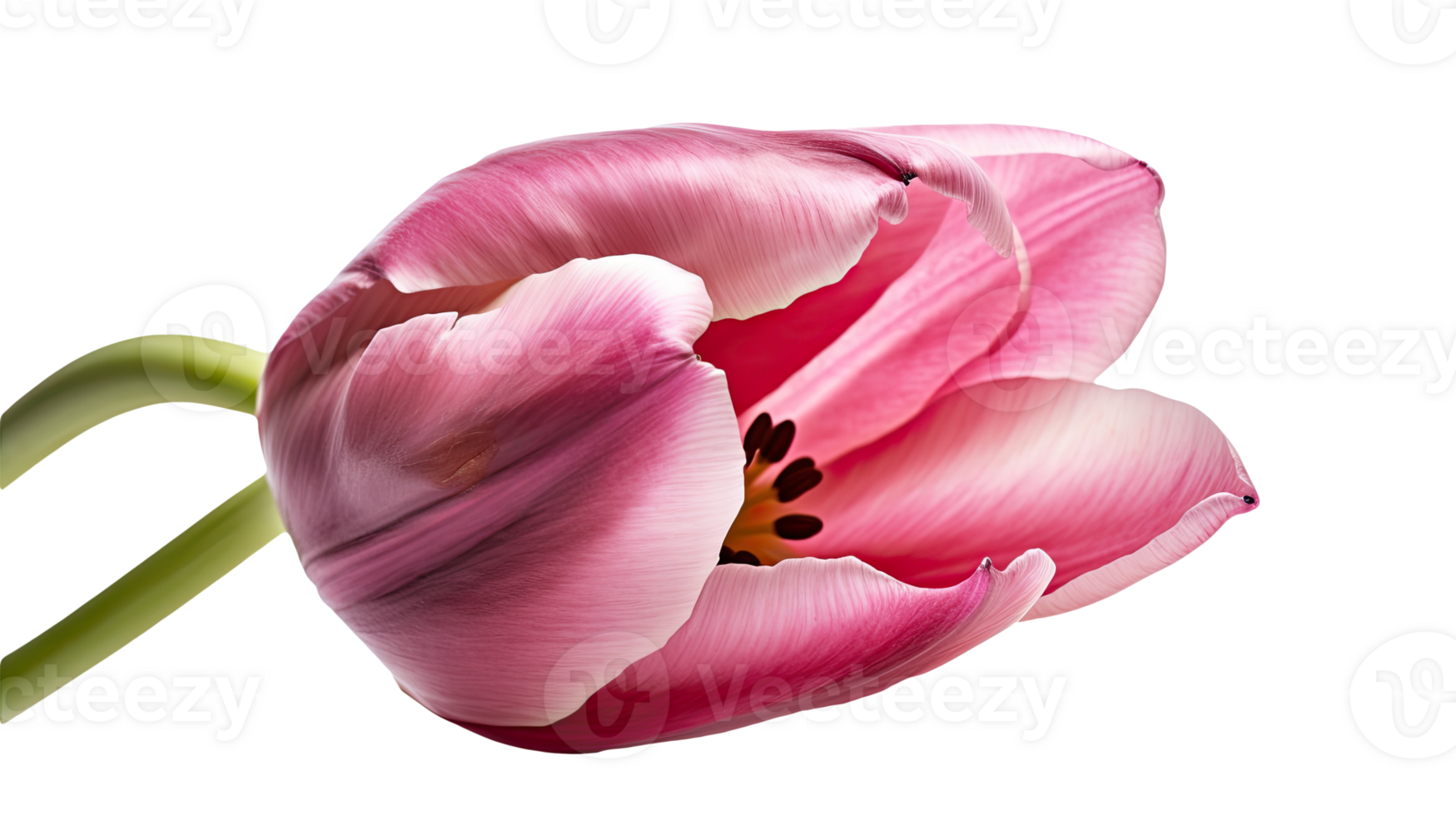 Stunning Image of Beautiful Pink Parrot Tulip Flower on Transparent Background. Technology. png