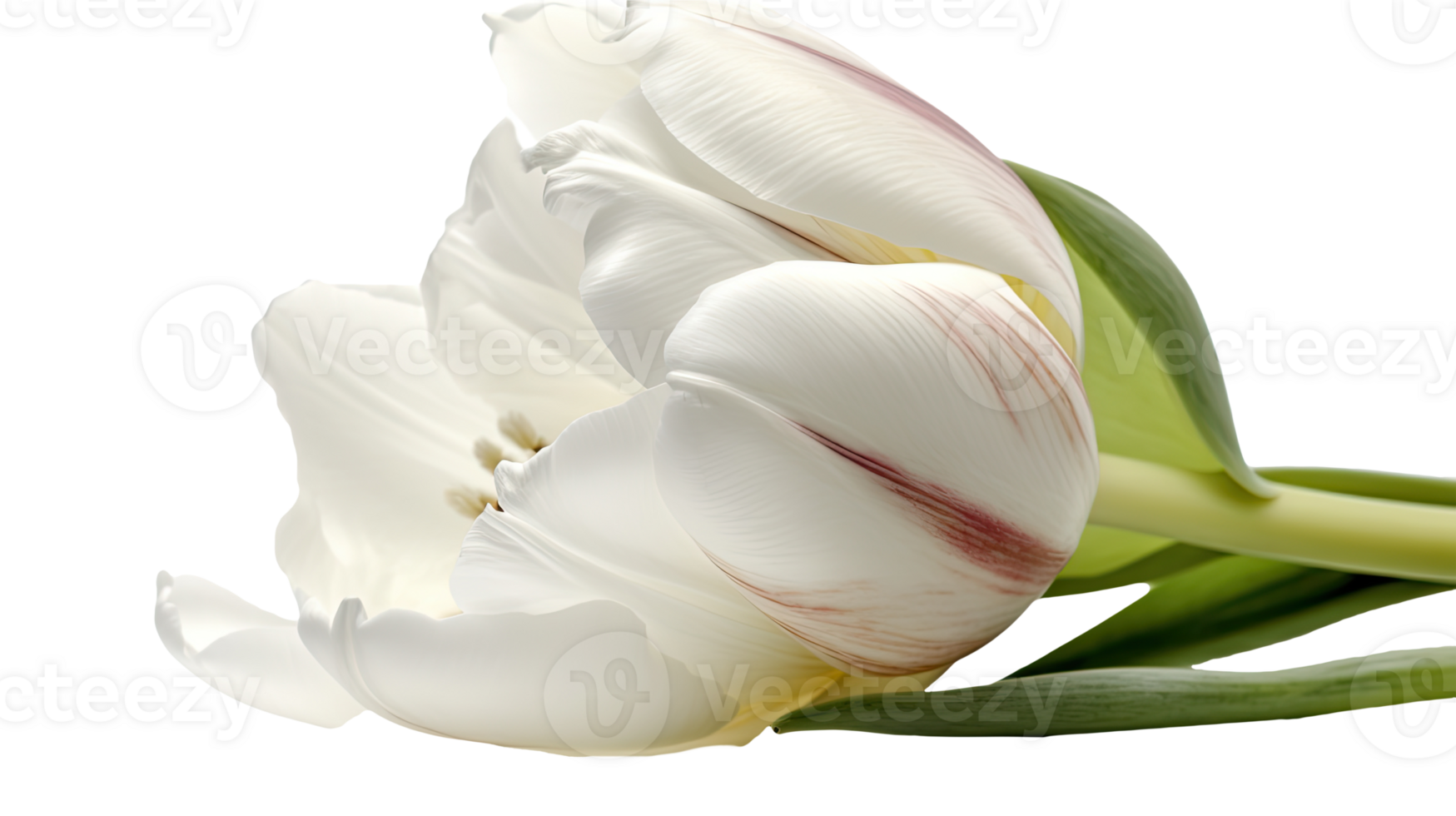 Stunning Image of Beautiful White Parrot Tulip Flower on Background. Technology. png