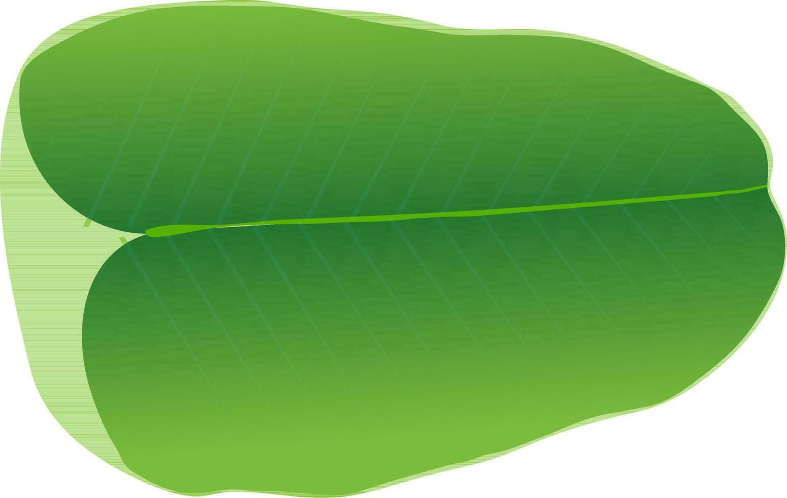 Illustration of green banana leaf. vector