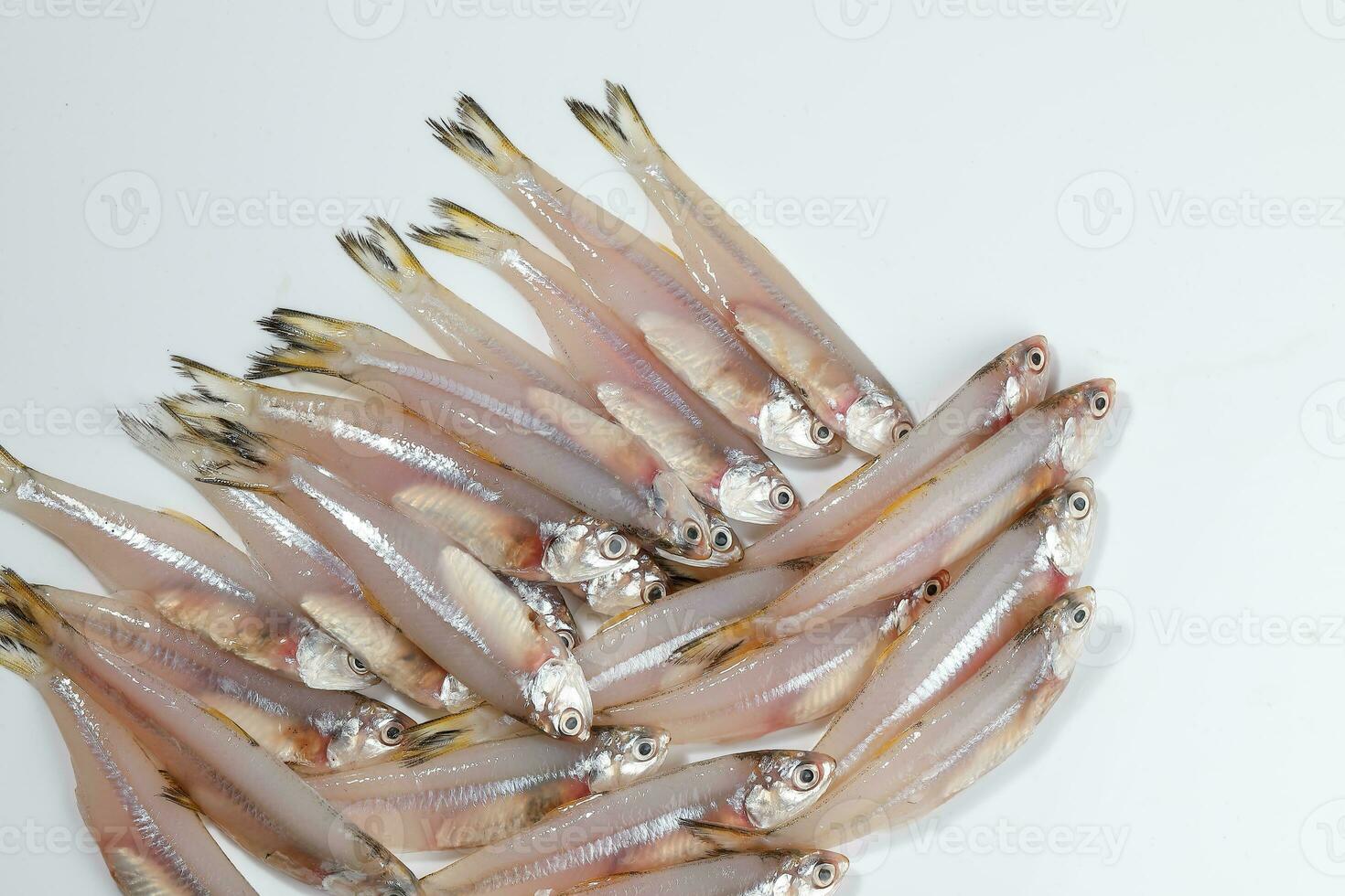 fresh raw commersons hardenbergs indian deviss long jawed teri anchovy fish ikan bilis photo