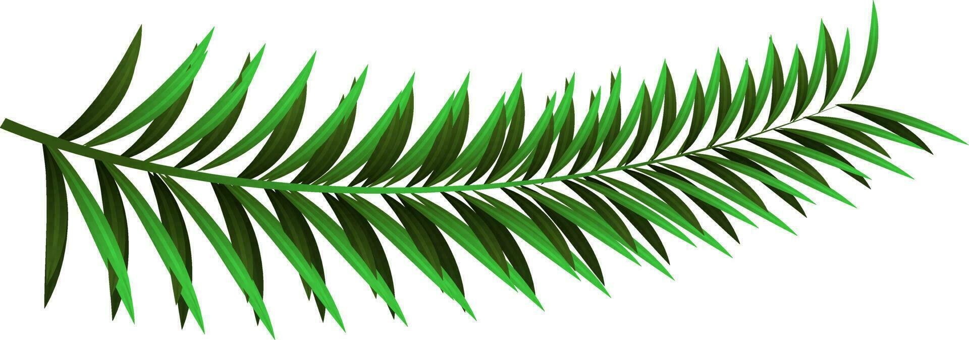 Realistic pine leaves on white background. vector