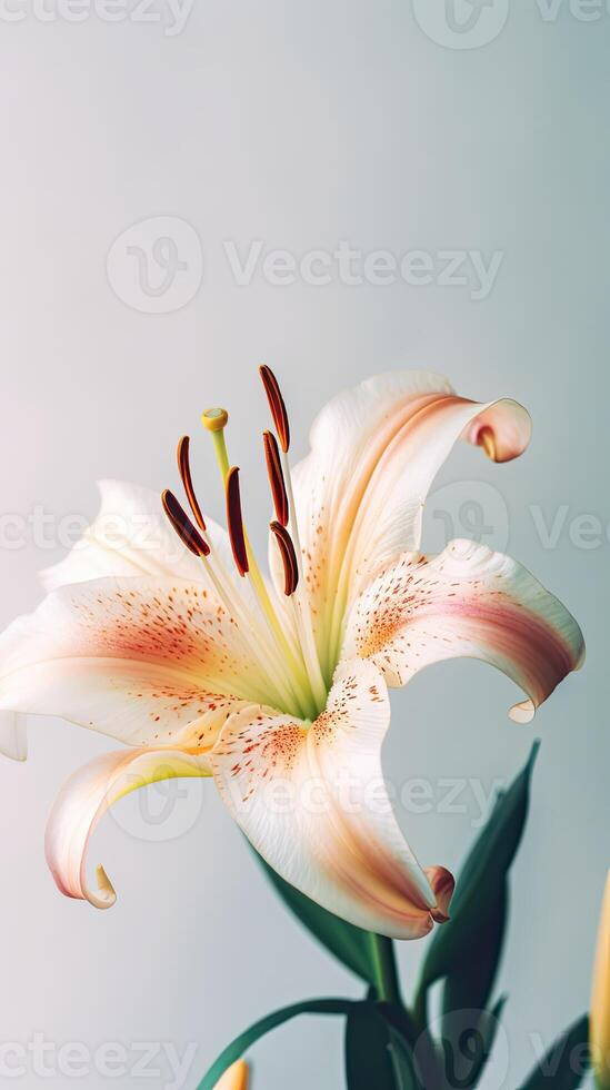Amazing Image of Blossom Soft Lily Flower. . photo