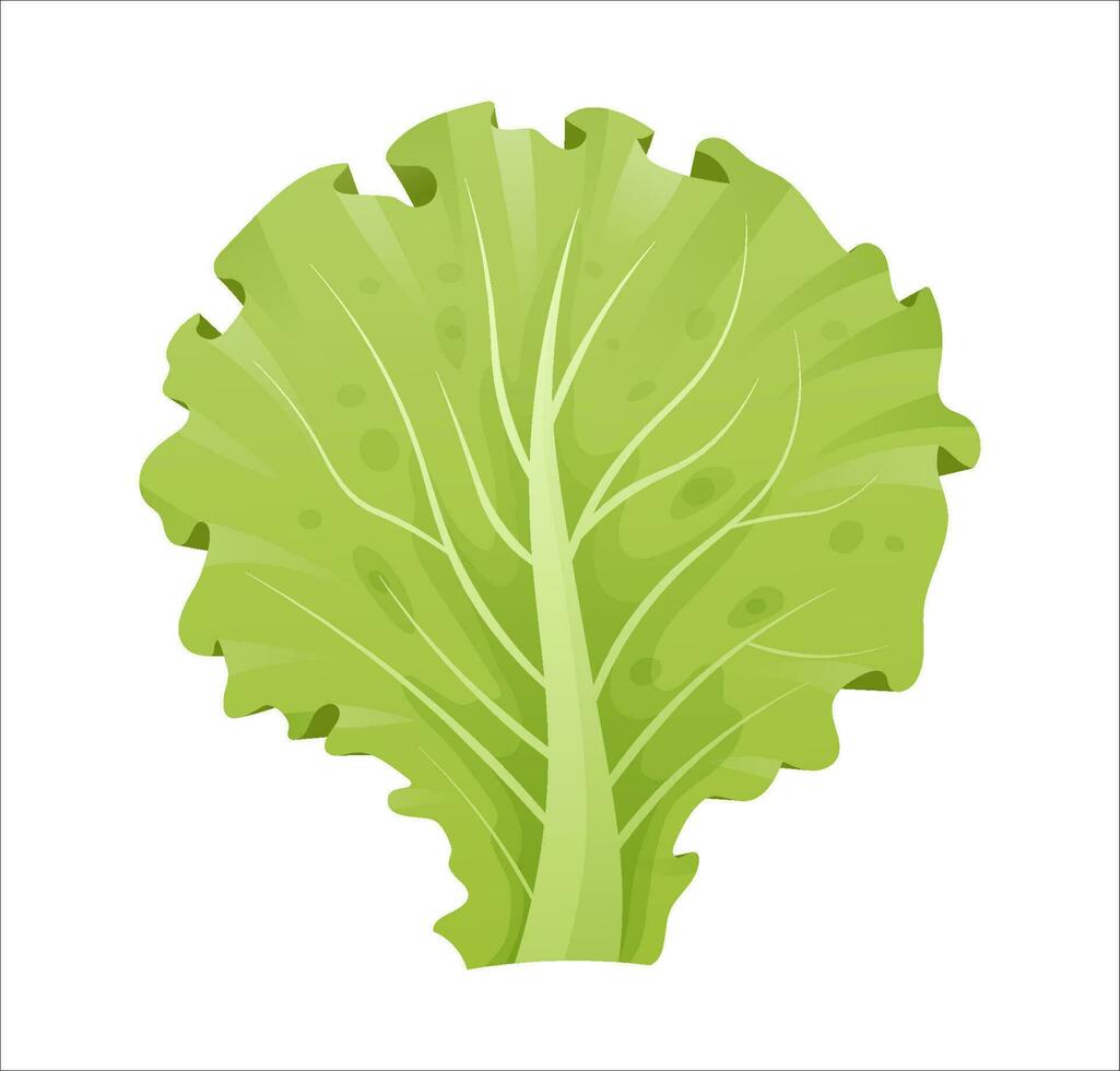 Lettuce leaves isolated on white background. Vector illustration, cartoon vegetables leafs farm ingredients